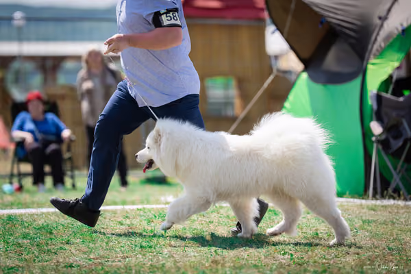 Samojed Klub SK – 9. května 2026