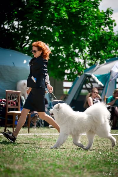 Samojed Klub SK – 9. května 2026