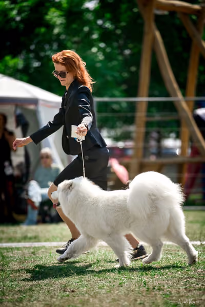 Samojed Klub SK – 9. května 2026