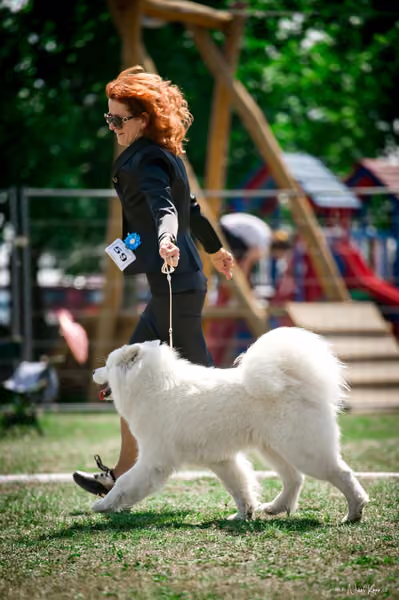 Samojed Klub SK – 9. května 2026