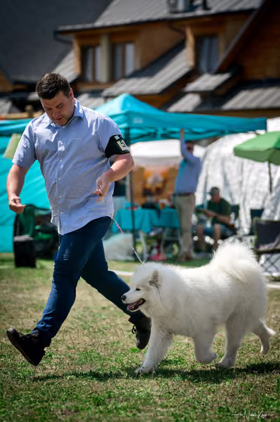 Samojed Klub SK – 9. května 2026