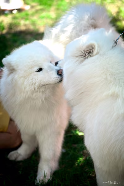 Samojed Klub SK – 9. května 2026