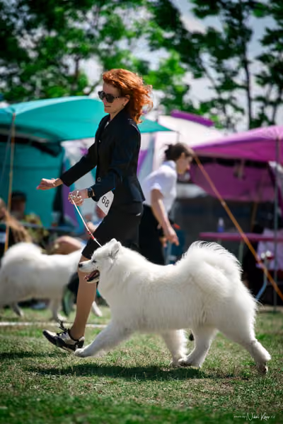 Samojed Klub SK – 9. května 2026