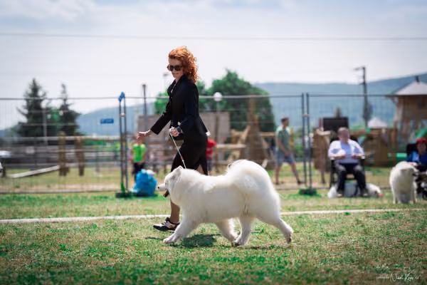 Samojed Klub SK – 9. května 2026