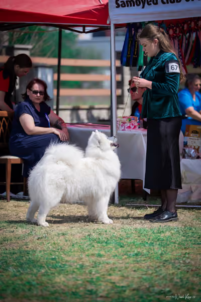 Samojed Klub SK – 9. května 2026