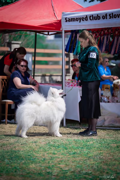 Samojed Klub SK – 9. května 2026