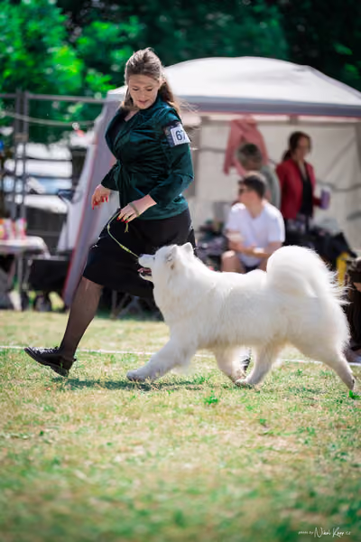 Samojed Klub SK – 9. května 2026