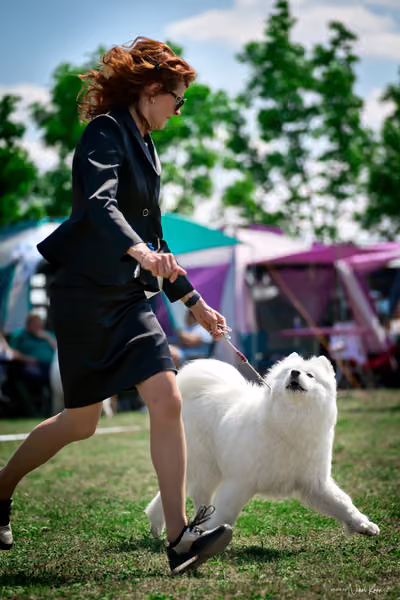 Samojed Klub SK – 9. května 2026