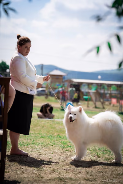 Samojed Klub SK – 9. května 2026