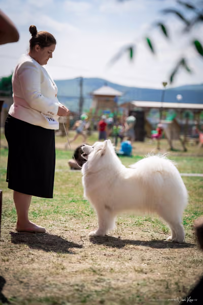 Samojed Klub SK – 9. května 2026