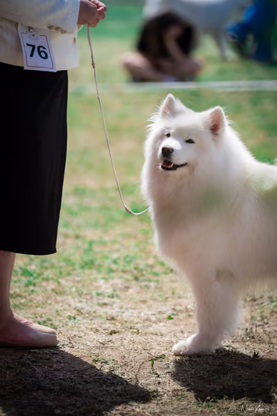 Samojed Klub SK – 9. května 2026