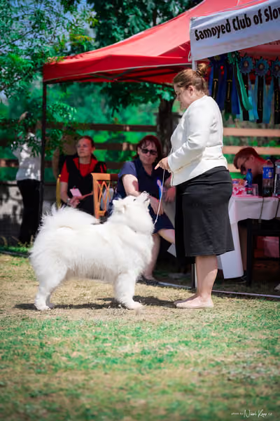 Samojed Klub SK – 9. května 2026