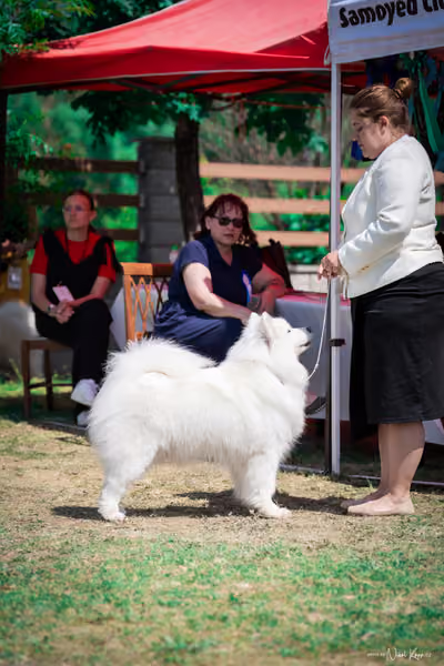 Samojed Klub SK – 9. května 2026