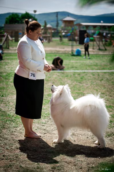Samojed Klub SK – 9. května 2026