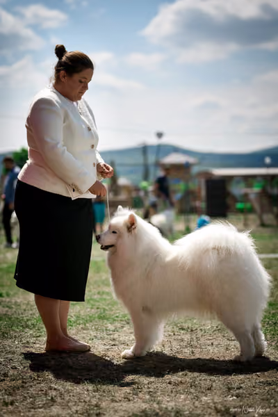 Samojed Klub SK – 9. května 2026