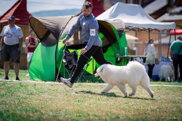 Samojed Klub SK – 9. května 2026