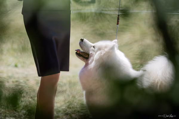 Samojed Klub SK – 9. května 2026