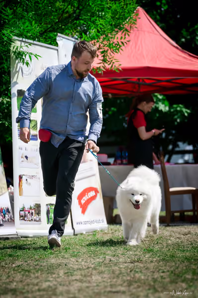 Samojed Klub SK – 9. května 2026