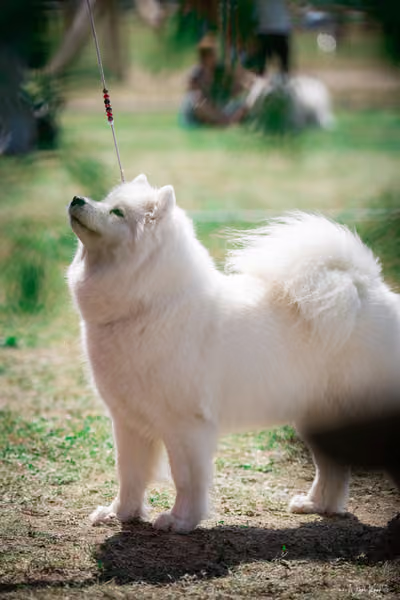 Samojed Klub SK – 9. května 2026
