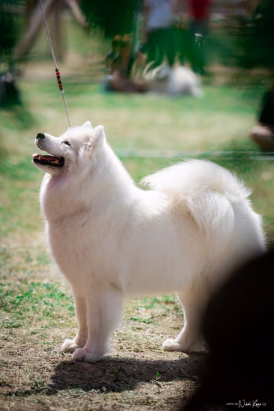 Samojed Klub SK – 9. května 2026
