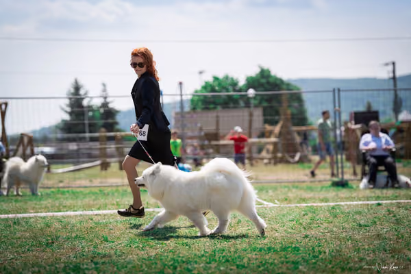 Samojed Klub SK – 9. května 2026