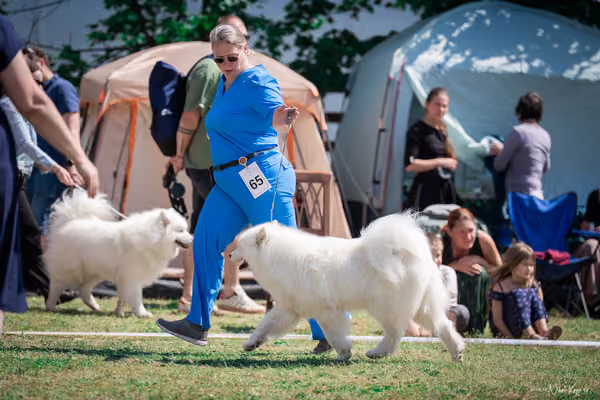Samojed Klub SK – 9. května 2026