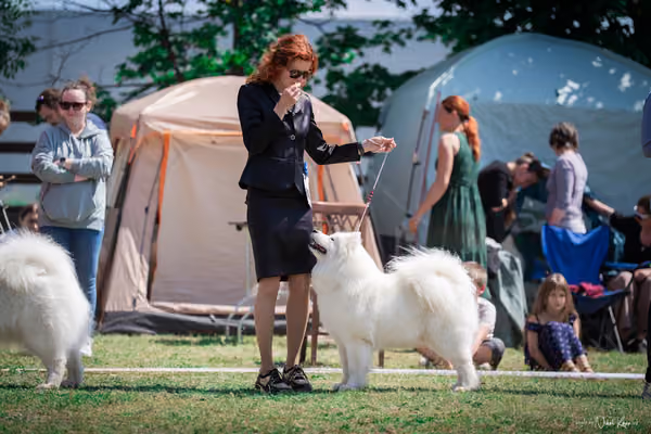 Samojed Klub SK – 9. května 2026