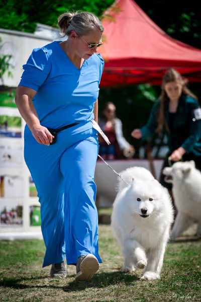 Samojed Klub SK – 9. května 2026