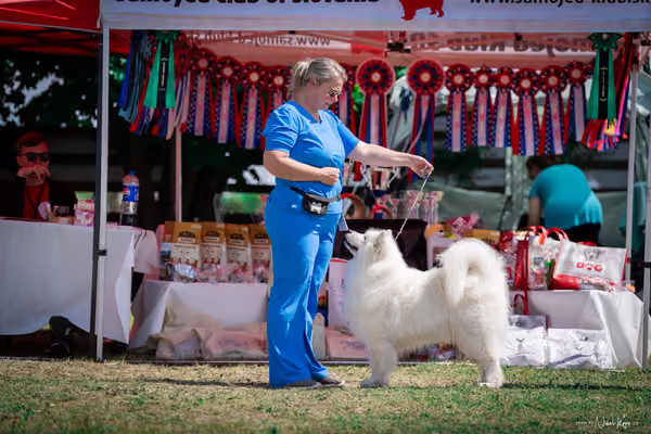 Samojed Klub SK – 9. května 2026