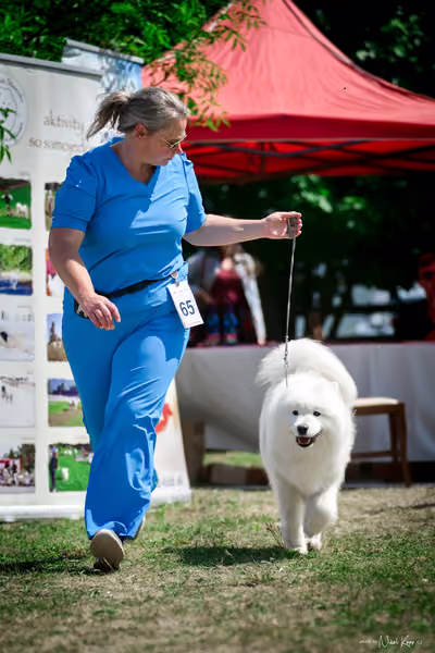 Samojed Klub SK – 9. května 2026