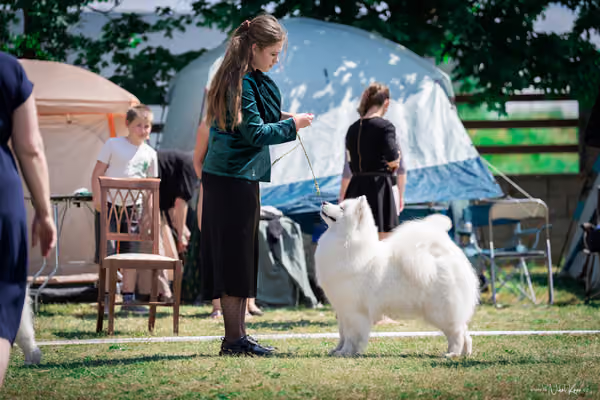 Samojed Klub SK – 9. května 2026