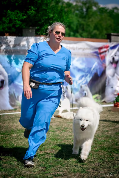 Samojed Klub SK – 9. května 2026