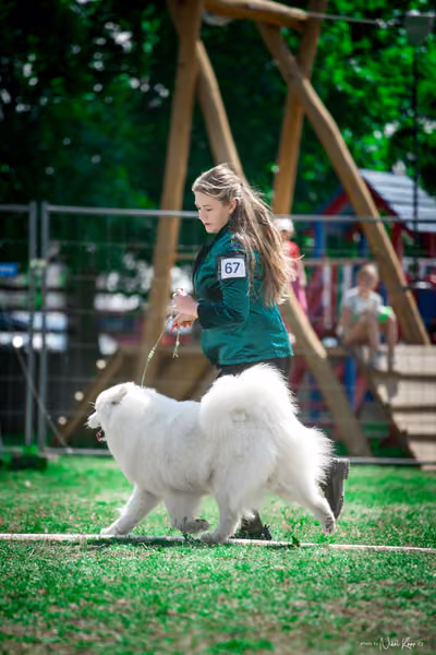 Samojed Klub SK – 9. května 2026