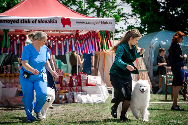 Samojed Klub SK – 9. května 2026
