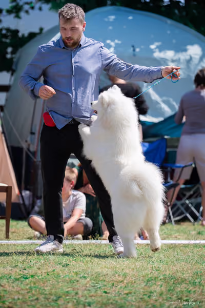 Samojed Klub SK – 9. května 2026