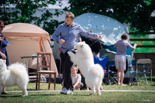 Samojed Klub SK – 9. května 2026