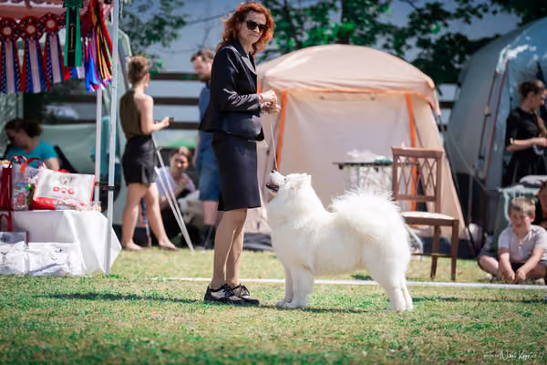 Samojed Klub SK – 9. května 2026