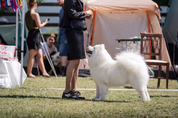 Samojed Klub SK – 9. května 2026