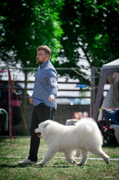 Samojed Klub SK – 9. května 2026