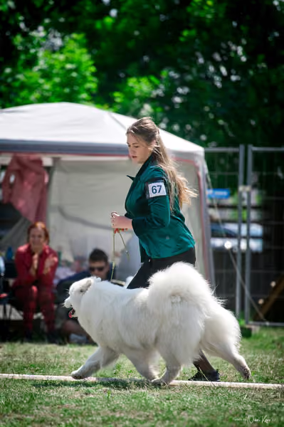 Samojed Klub SK – 9. května 2026