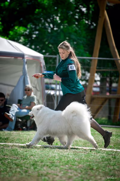 Samojed Klub SK – 9. května 2026