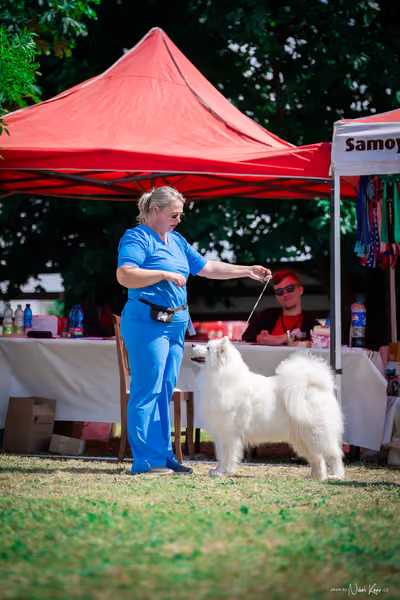 Samojed Klub SK – 9. května 2026