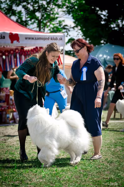Samojed Klub SK – 9. května 2026