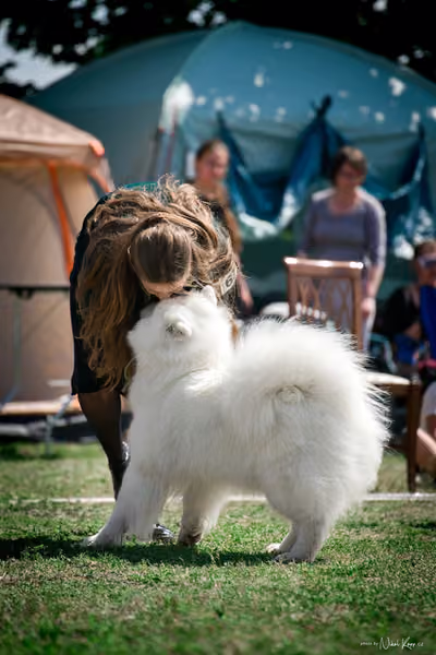 Samojed Klub SK – 9. května 2026