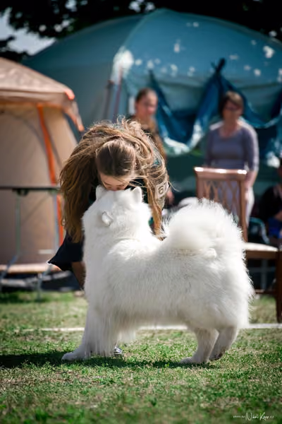 Samojed Klub SK – 9. května 2026