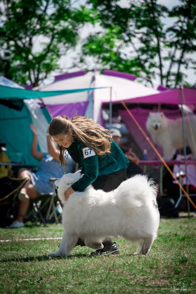 Samojed Klub SK – 9. května 2026