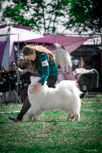 Samojed Klub SK – 9. května 2026