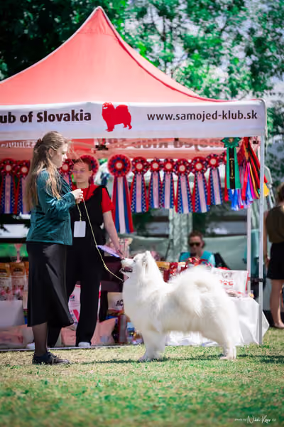 Samojed Klub SK – 9. května 2026