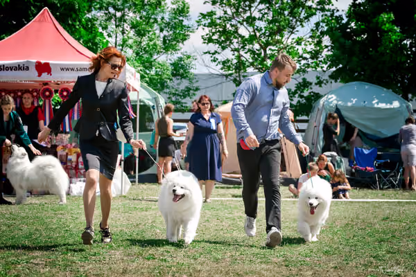 Samojed Klub SK – 9. května 2026