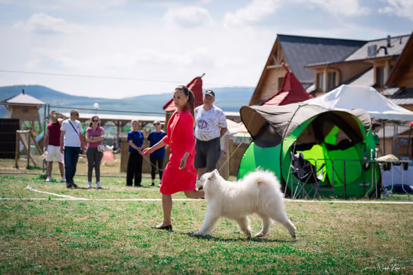 Samojed Klub SK – 9. května 2026